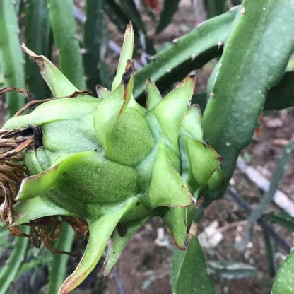 Multi-colored Dragon Fruit Seeds