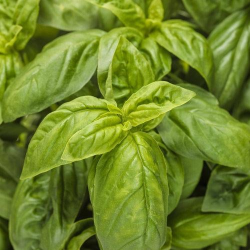 🌱Pesto Besto Sweet Italian Basil