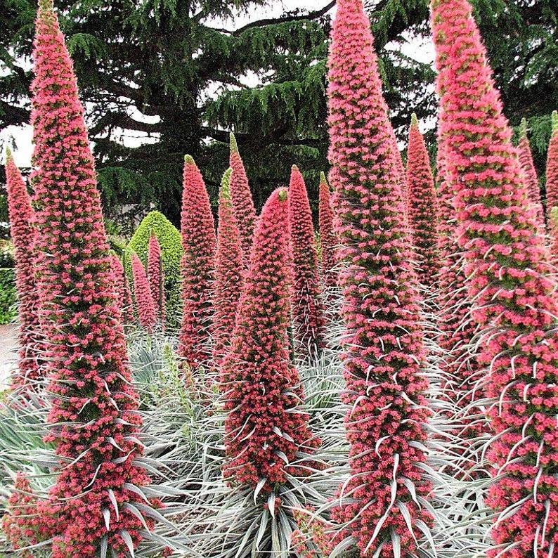 TOWER OF JEWELS Red Bugloss Echium Wildpretii Ruby Hummingbird Flower Seeds *Flat Shipping