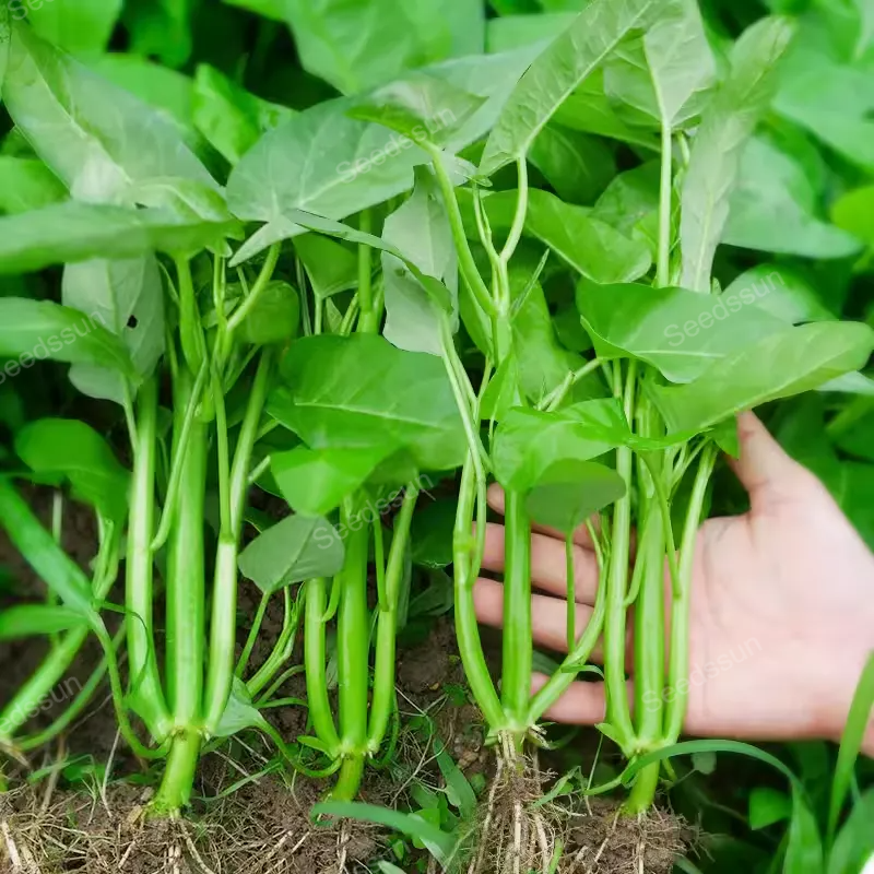 🥦🥦Triple-Stem Water Spinach Seeds