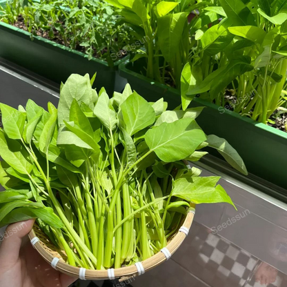 🥦🥦Triple-Stem Water Spinach Seeds