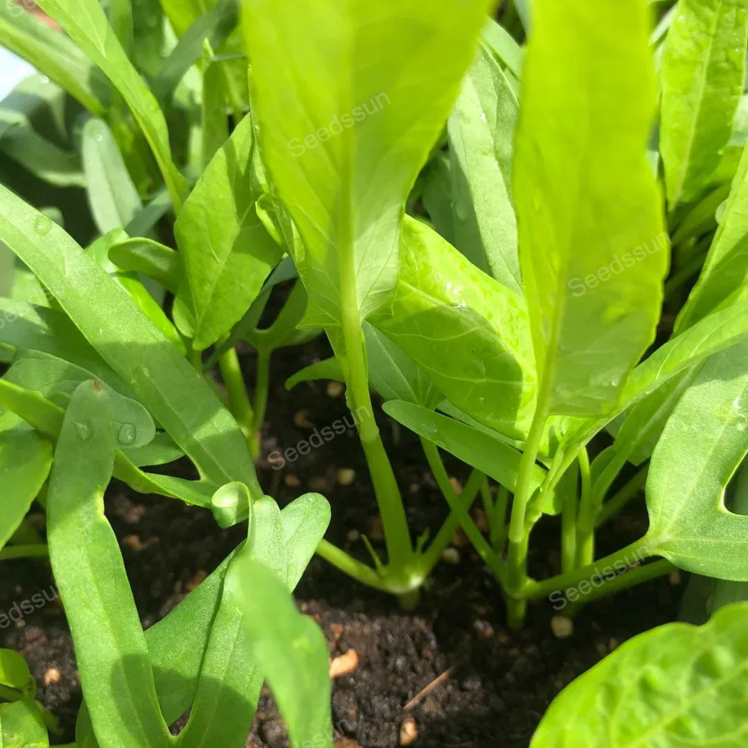 🥦🥦Triple-Stem Water Spinach Seeds