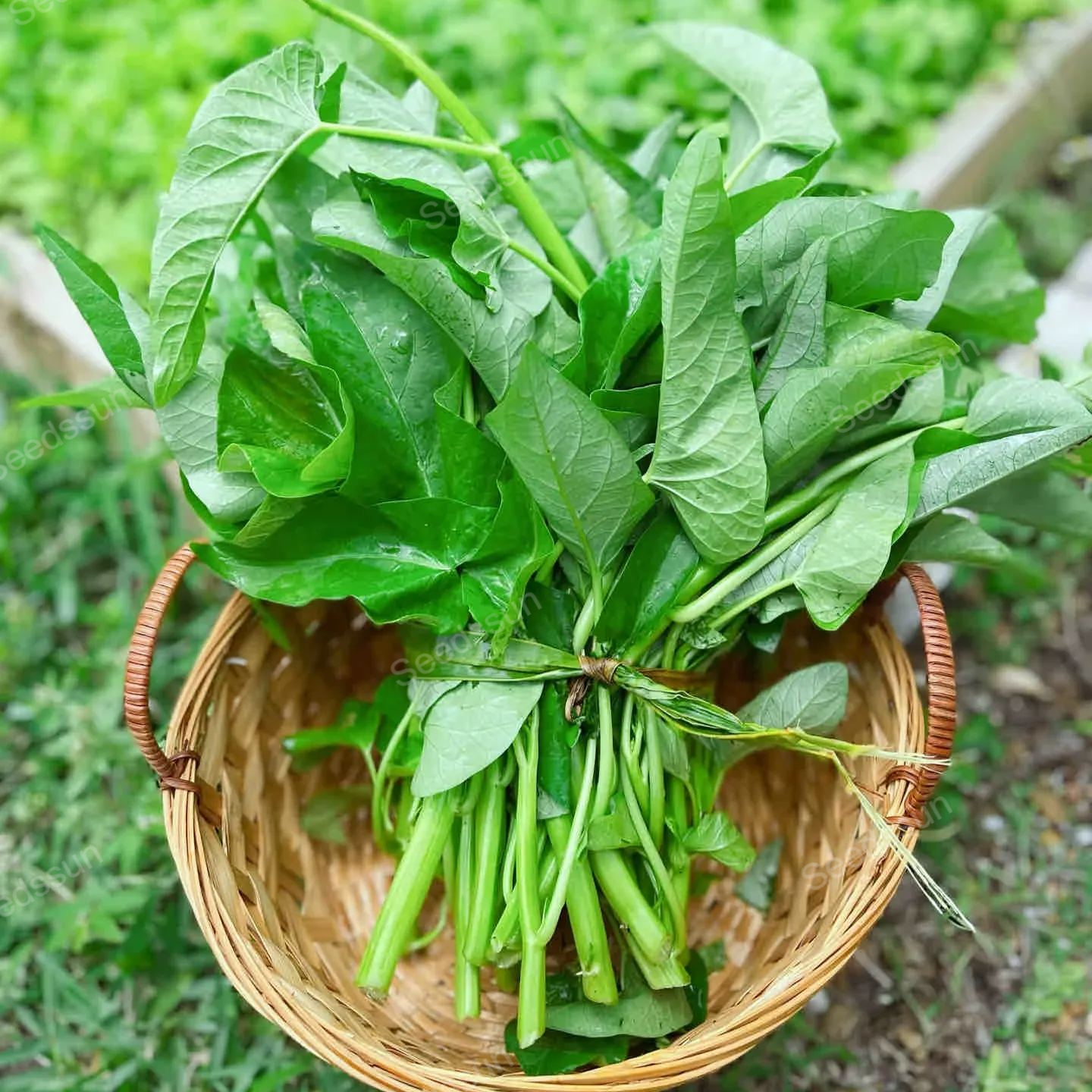 🥦🥦Triple-Stem Water Spinach Seeds