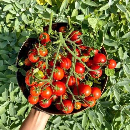 🍅Dwarf Cherry Tomatoes – Easy-to-Grow, Perfect for Containers