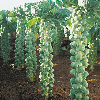 BRUSSELS SPROUT SEEDS - RARE HEIRLOOM BRUSSEL SPROUT SEEDS