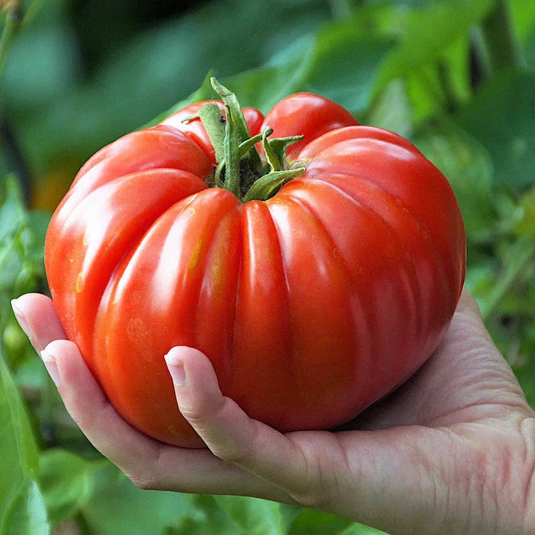 🍅Giant Beef Tomato Seeds-Up-To-2Kg✨