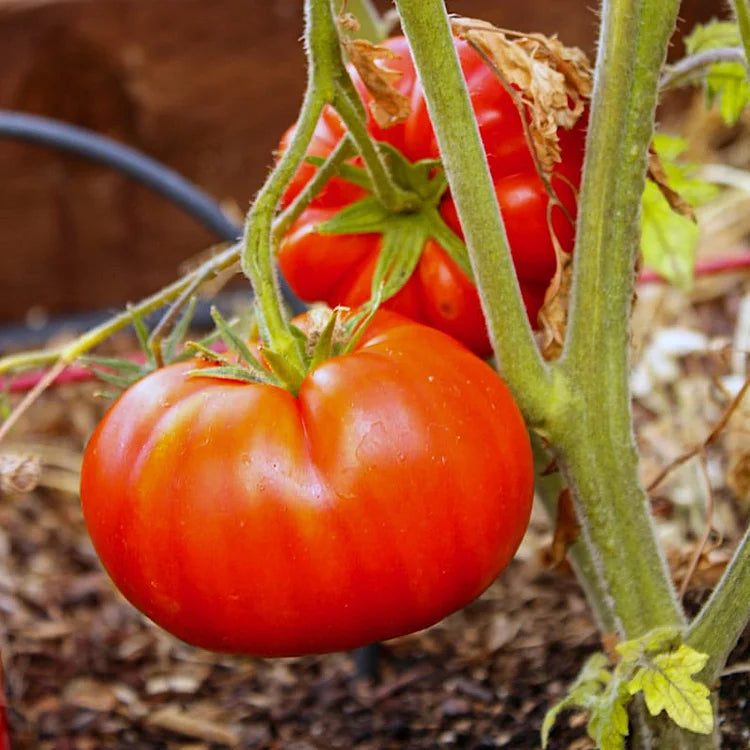 🍅Giant Beef Tomato Seeds-Up-To-2Kg✨