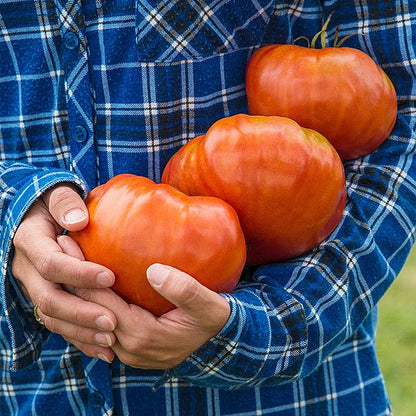 🍅Giant Beef Tomato Seeds-Up-To-2Kg✨