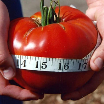 🍅Giant Beef Tomato Seeds-Up-To-2Kg✨