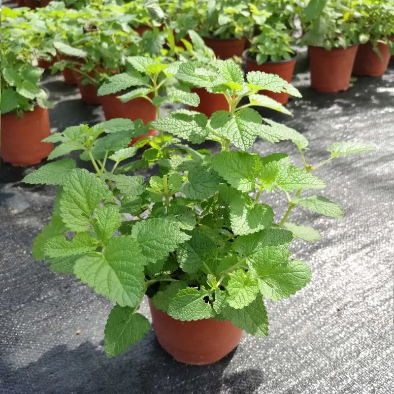 😍Last Day Sale - 60% OFF✨Lemon Balm Seeds