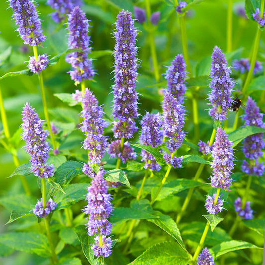 😍Last Day Sale - 60% OFF✨Anise Hyssop Herb Flower Heirloom Seeds