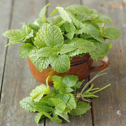 😍Last Day Sale - 60% OFF✨Lemon Balm Seeds