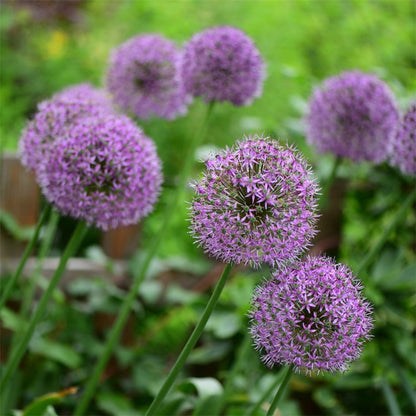 😍Last Day Sale - 60% OFF✨Organic Chives Seeds