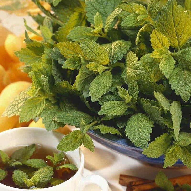 😍Last Day Sale - 60% OFF✨Lemon Balm Seeds