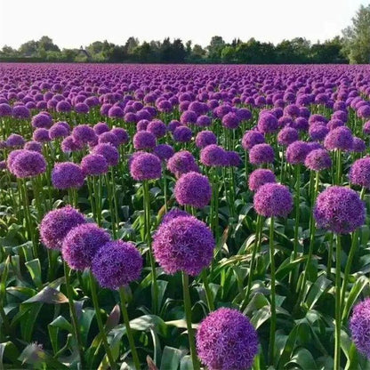 😍Last Day Sale - 60% OFF✨Organic Chives Seeds