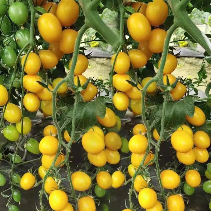 🌈Last Day Sale - 60% OFF🍅Mango Honey Tomato Seeds