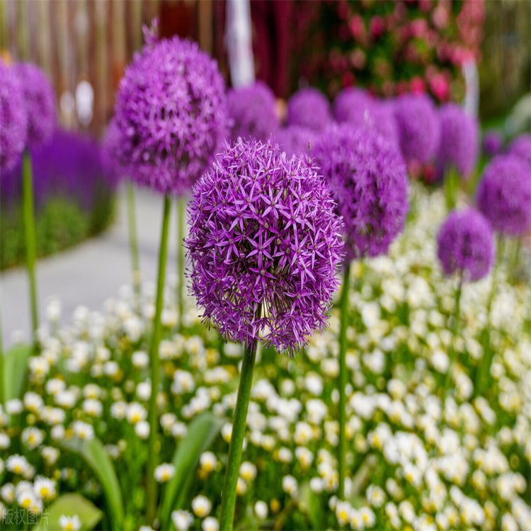 😍Last Day Sale - 60% OFF✨Organic Chives Seeds