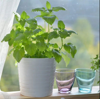 😍Last Day Sale - 60% OFF✨Lemon Balm Seeds