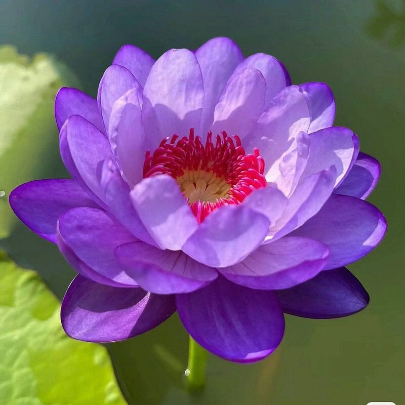 🌸【7 days germination】Last Day Sale - 50% OFF💐The Sacred Bonsai Bowl Lotus Flower