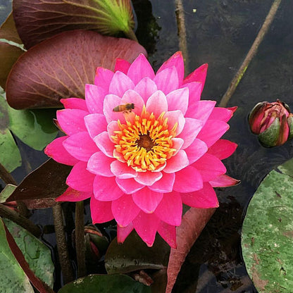 🌸【7 days germination】Last Day Sale - 50% OFF💐The Sacred Bonsai Bowl Lotus Flower