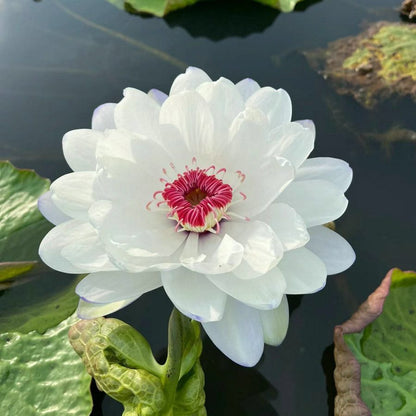 🌸【7 days germination】Last Day Sale - 50% OFF💐The Sacred Bonsai Bowl Lotus Flower