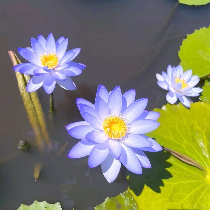 🌸【7 days germination】Last Day Sale - 50% OFF💐The Sacred Bonsai Bowl Lotus Flower