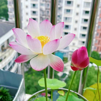 🌸【7 days germination】Last Day Sale - 50% OFF💐The Sacred Bonsai Bowl Lotus Flower