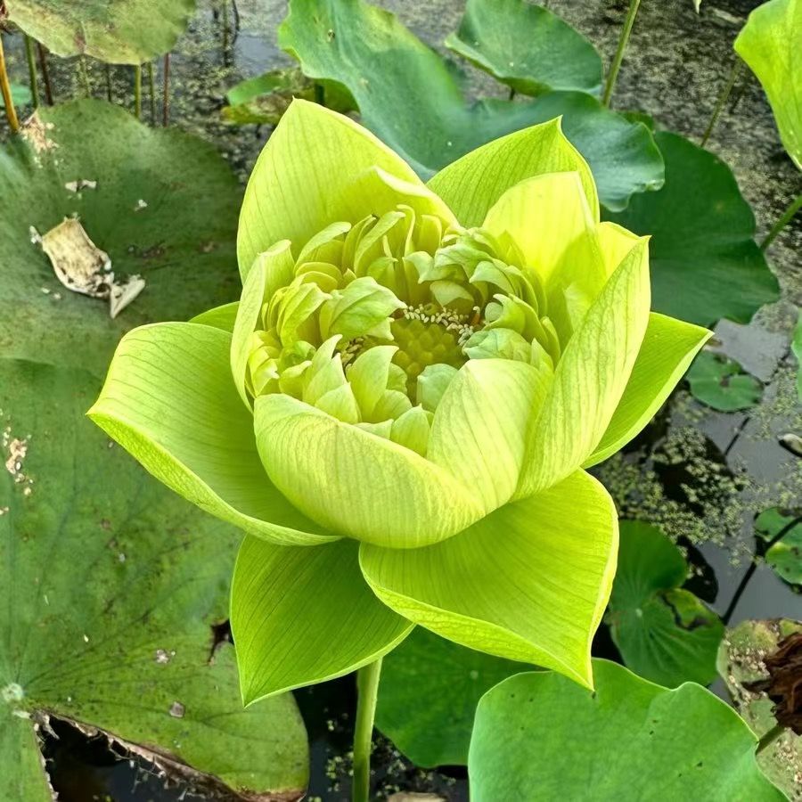 🌸【7 days germination】Last Day Sale - 50% OFF💐The Sacred Bonsai Bowl Lotus Flower