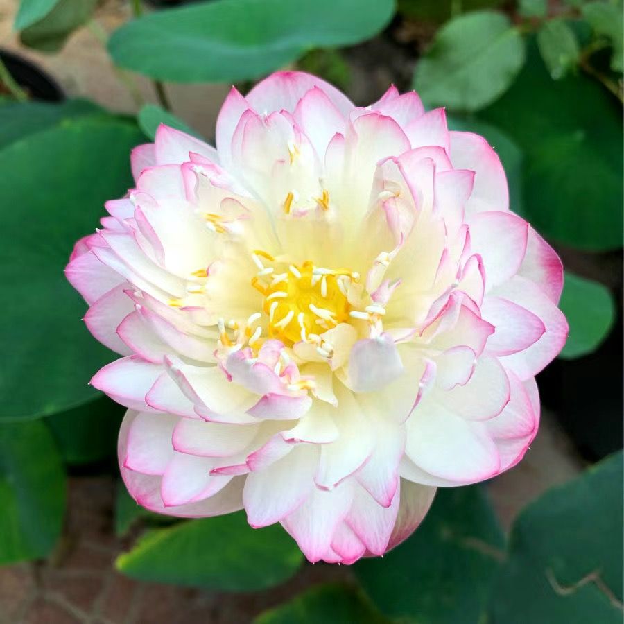 🌸【7 days germination】Last Day Sale - 50% OFF💐The Sacred Bonsai Bowl Lotus Flower