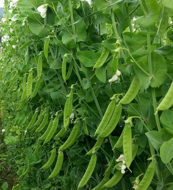 🫛Snow pea seeds --- cold and heat resistant, disease resistant and high yielding