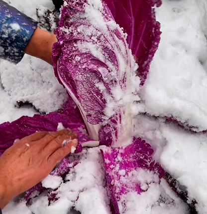 Organic Purple Cabbage Seeds