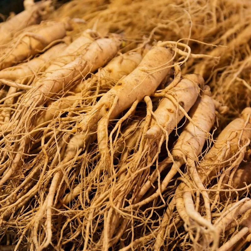 🔥 Up to 65% Off 😲 [Limited Supply Available] Ginseng Seeds