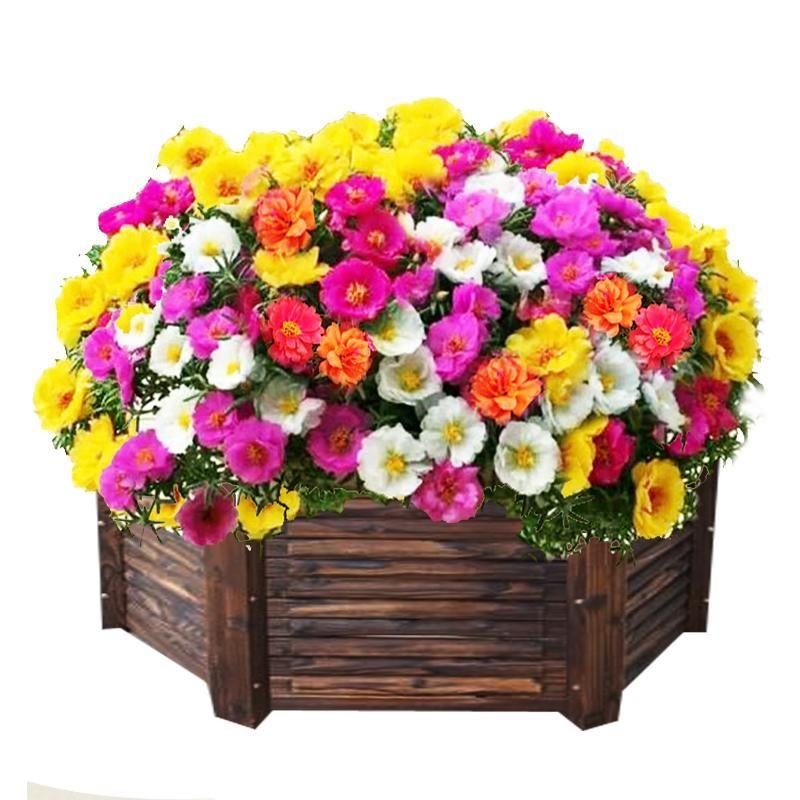 🌺Last Day Sale - 60% OFF💐10000 Pcs Muti-color Portulaca Flower Seeds