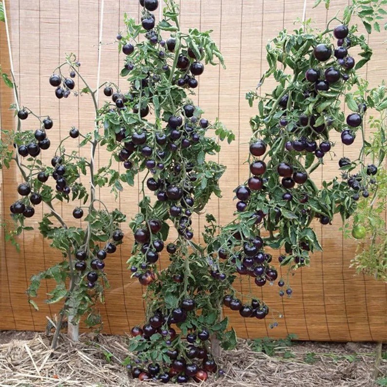 50/100 Organic Indigo Rose Tomato Seeds, Heirloom, Non-GMO, Solanum Lycopersicum