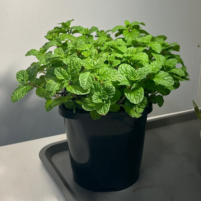 😍Last Day Sale - 60% OFF✨The Latest Ornamental And Edible Mint Varieties