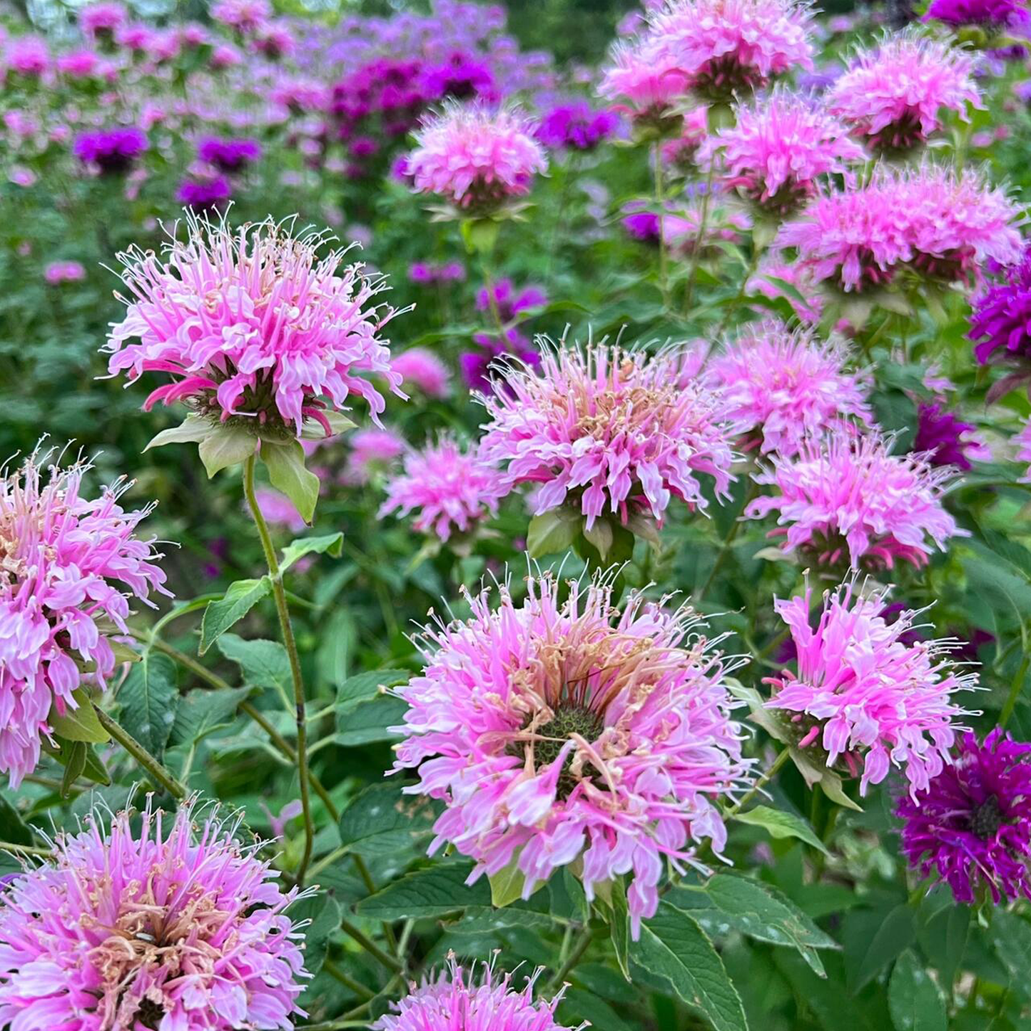 Bee Balm - Wild Bergamot Seeds