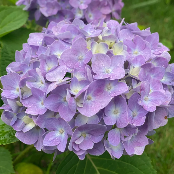 🌼Perennial Hydrangea Seeds