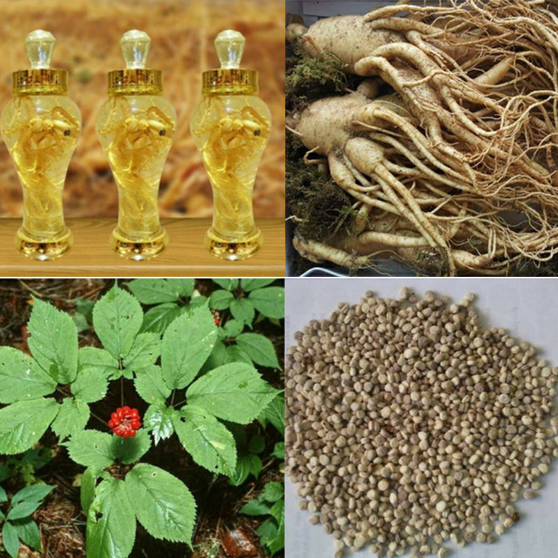 🔥 Up to 65% Off 😲 [Limited Supply Available] Ginseng Seeds