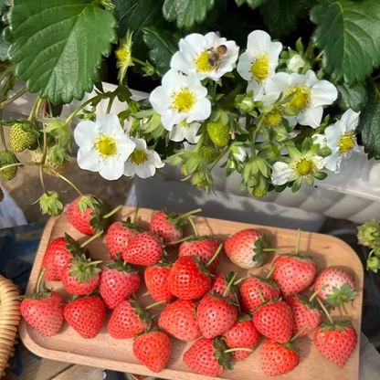 Sweet Dreamland Cream Strawberry Seeds