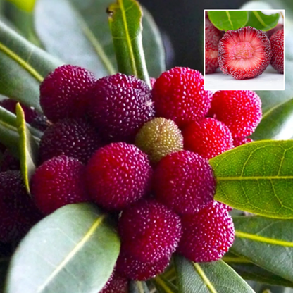 🌈Last Day Sale - 60% OFF🌿Himalayan Bayberry (Kaphal) Seeds