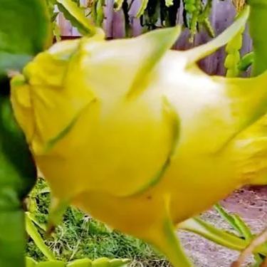 Multi-colored Dragon Fruit Seeds