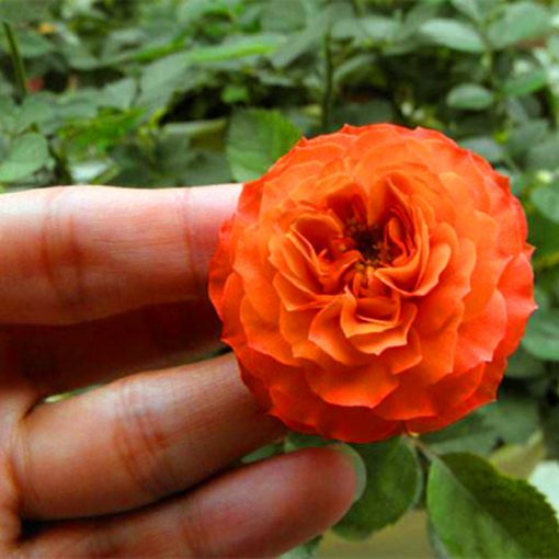 🌺Last Day Sale - 60% OFF💐Beautiful Mini Rose Seeds