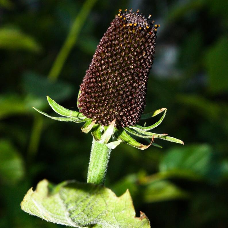 WESTERN CONEFLOWER Rudbeckia Occidentalis Green Wizard aka Rayless Naked Chocolate Black Flower Herb Seeds