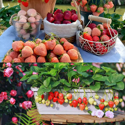 Sweet Dreamland Cream Strawberry Seeds