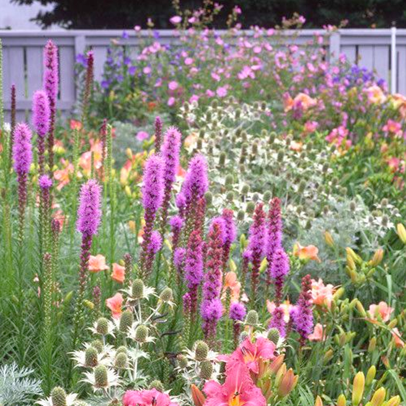 Gayfeather / Blazing Star Seeds - Liatris Seeds