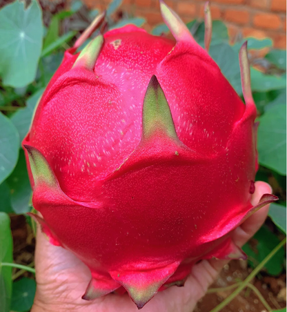 🔥Red Heart Dragon Fruit