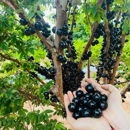 🍇Garbo fruit-Tree Grape Seeds