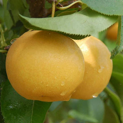 Bag Pear Seeds Yellow  Pear Tree Bonsai Seeds Sweet Delicious Exotic Fruit Seeds