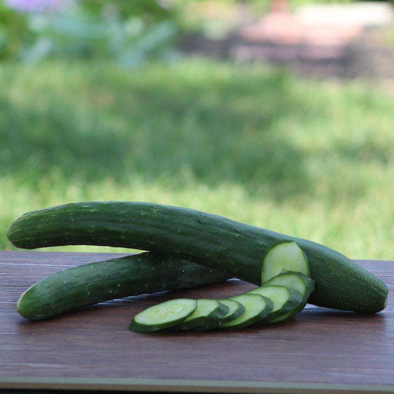 Cucumber Burpless 26 F1