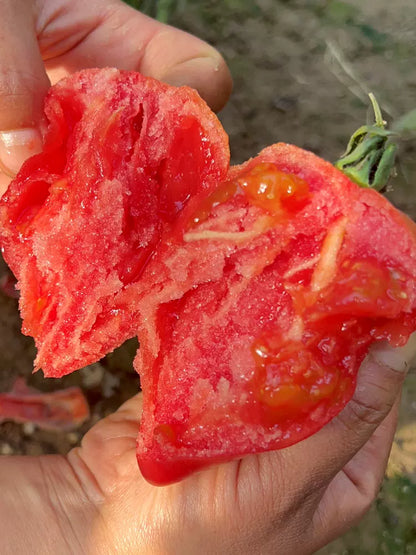 🌈Last Day Sale - 60% OFF🍅Mango Honey Tomato Seeds